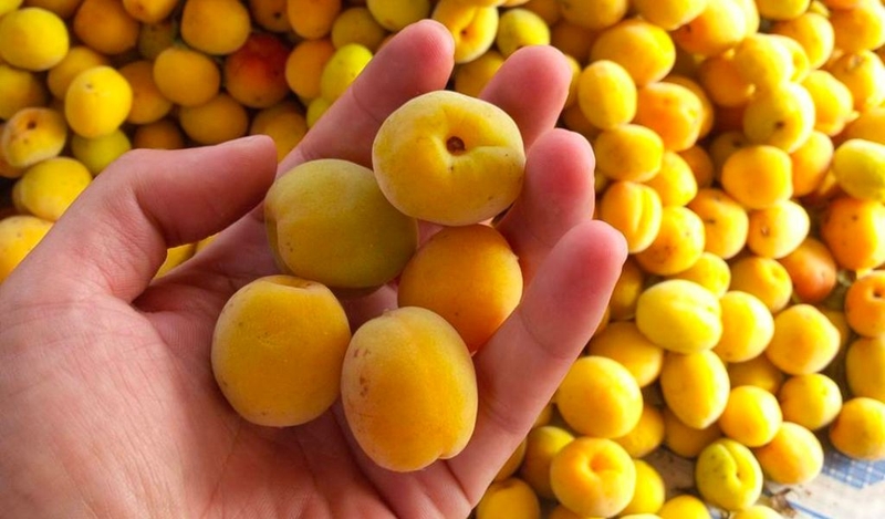 Cách ngâm rượu mơ mật ong đúng chuẩn, tốt cho sức khoẻ ngay tại nhà 1