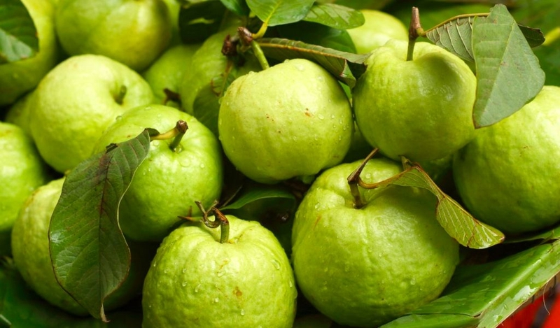 Cách ngâm rượu ổi thơm ngon, đúng chuẩn và tốt cho sức khỏe 3