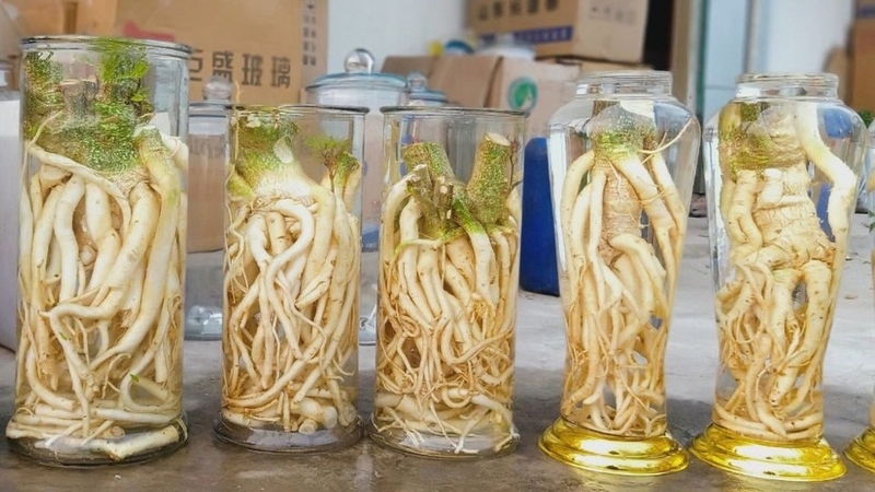 Cách ngâm rượu xoa bóp xương khớp hiệu quả theo dân gian 1