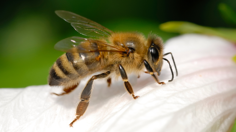 Cách nhận biết các loại ong và phương pháp sơ cứu khi không may bị ong đốt 2