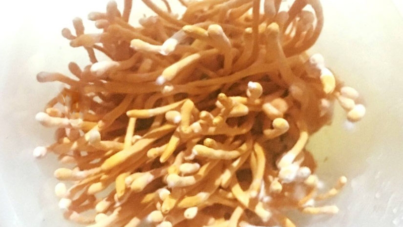 Cách nhận biết đông trùng hạ thảo bị mốc 2