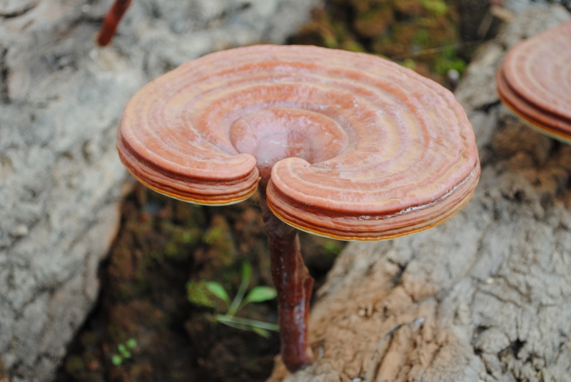 Cách nhận biết nấm linh chi đơn giản 1