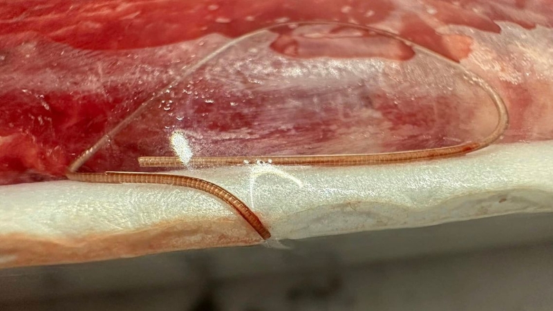 Thịt bò nhiễm sán tiềm ẩn nhiều nguy cơ với sức khỏe người dùng