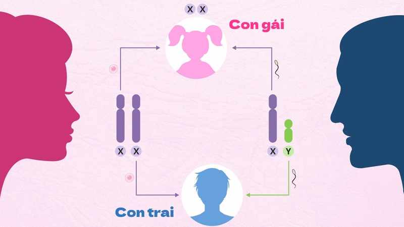 Cách nhìn hình siêu âm làm sao biết trai hay gái chính xác nhất 1
