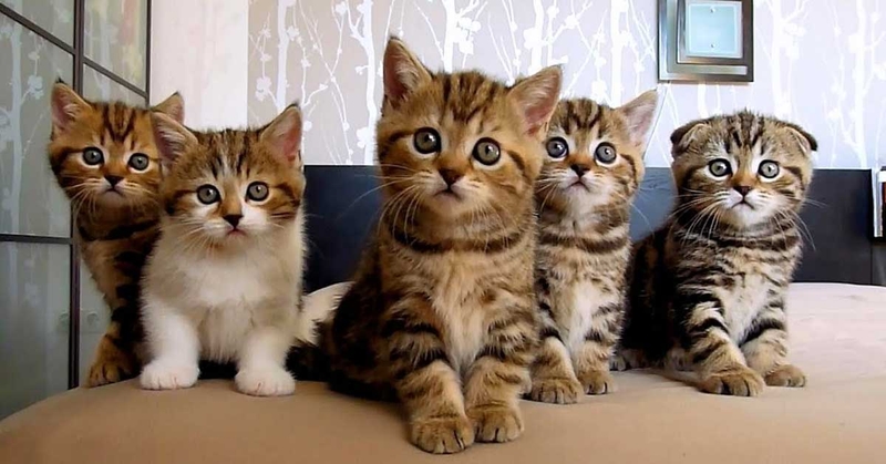 Các loại ký sinh trùng tồn tại trong thức ăn hàng ngày 2