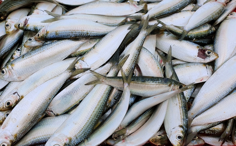 cach-nuong-ca-trich-bang-noi-chien-khong-dau 2.jpg