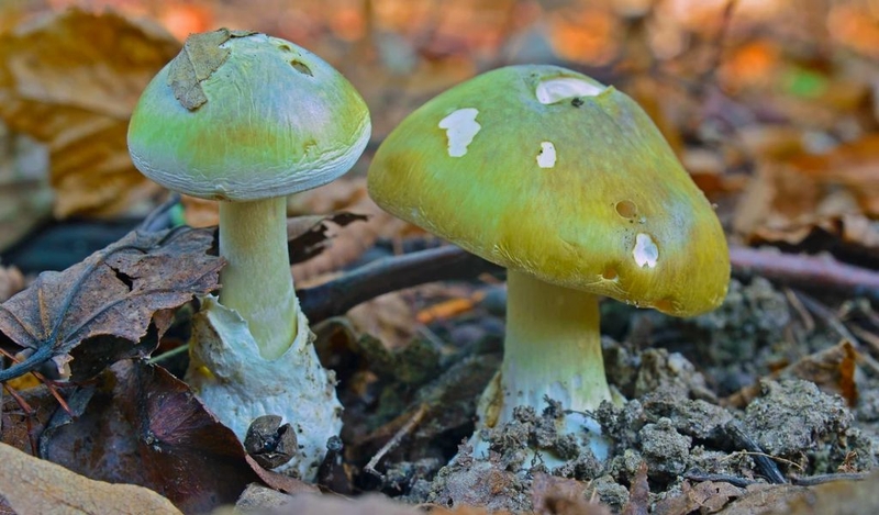 Cách phân biệt các độc chất của nấm rừng và xử lý 1