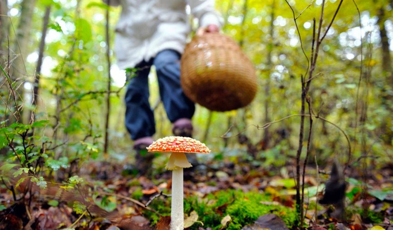 Cách phân biệt các độc chất của nấm rừng và xử lý 3