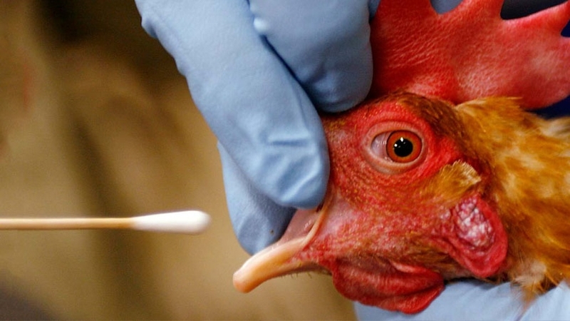 Cách phân biệt cúm gia cầm H5N1, cúm mùa và COVID-19 - Hình 1