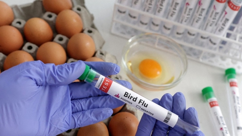 Cách phân biệt cúm gia cầm H5N1, cúm mùa và COVID-19 - Hình 2