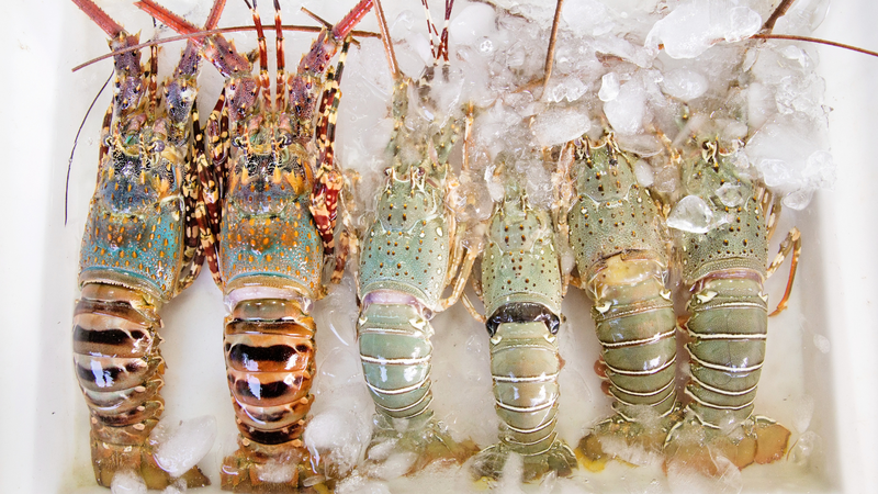 Cách phân biệt tôm biển và tôm nuôi mà không phải ai cũng biết? 3