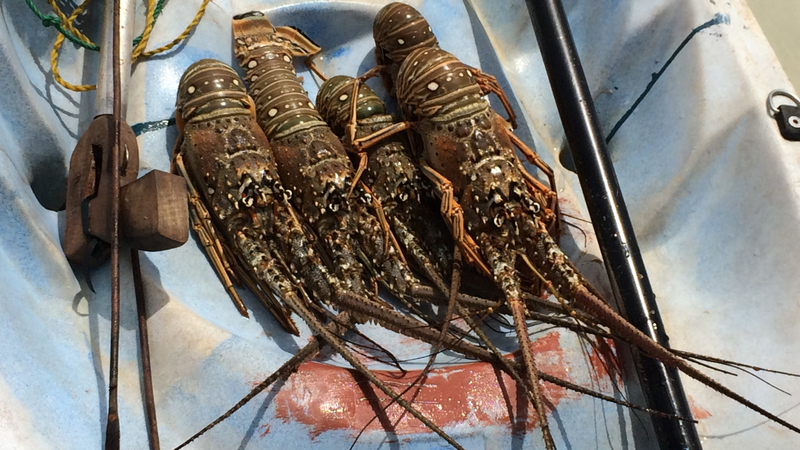 Cách phân biệt tôm biển và tôm nuôi mà không phải ai cũng biết? 4