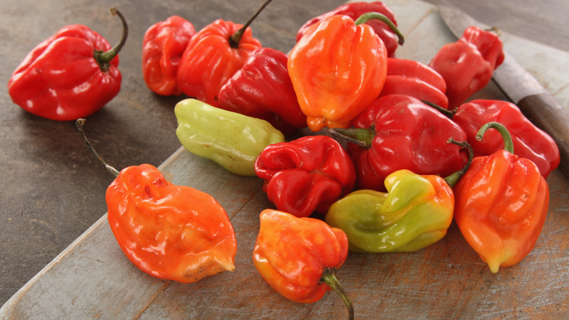 Ớt Scotch bonnet có hình dạng giống chiếc mũ nồi, màu đỏ hoặc cam nổi bật