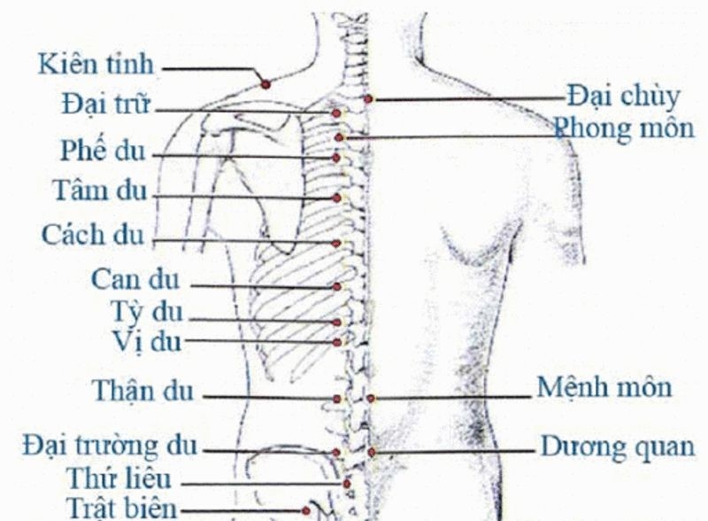 Cách phối huyệt Vị Du để hỗ trợ chữa bệnh2