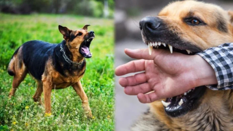 Cách phòng bệnh dại khi sống trong ổ dịch chó dại 2