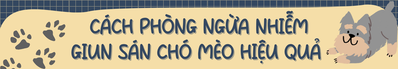 Cảnh báo dấu hiệu nhiễm giun sán chó mèo ở trẻ