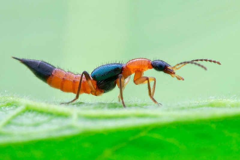 Cách phòng tránh kiến ba khoang đơn giản mà hiệu quả - 1