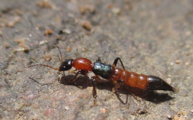 Cách phòng tránh kiến ba khoang đơn giản mà hiệu quả - 2