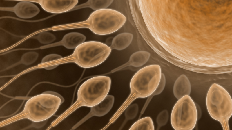 Cách phục hồi tinh trùng nhanh: Những phương pháp giúp cải thiện khả năng sinh sản cho nam giới 2