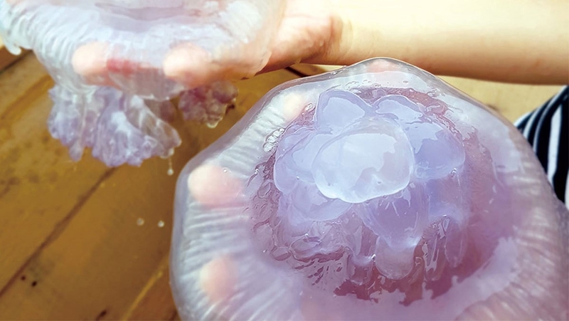 Cách sơ chế sứa để làm nộm ngon và an toàn 1