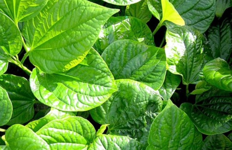 Cách sử dụng cây thuốc nam trị gai cột sống tại nhà và những điều cần lưu ý 3