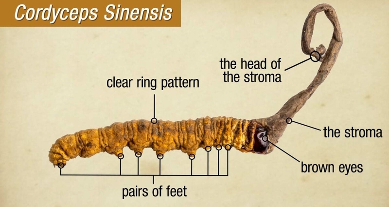 Cách sử dụng đông trùng hạ thảo khô hiệu quả