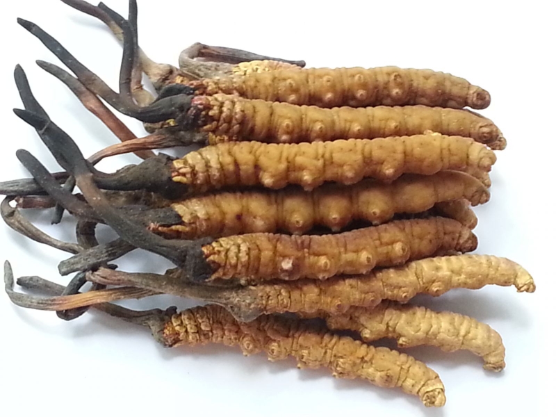 đông trùng hạ thảo khô với nhiều tác dụng sức khỏe