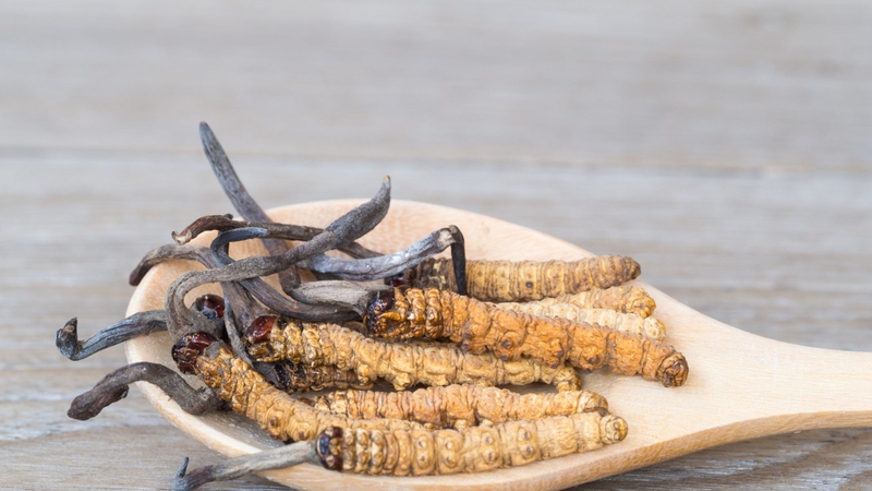 Trà đông trùng hạ thảo là phương pháp sử dụng đơn giản, giúp cơ thể dễ dàng hấp thu dinh dưỡng