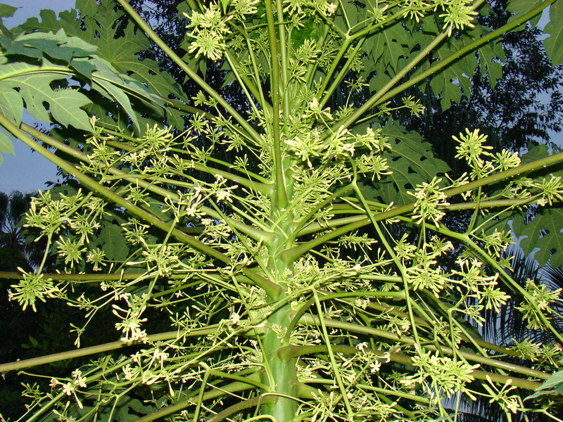 Cách sử dụng hoa đu đủ đực tươi giúp mang lại lợi ích cho sức khỏe1