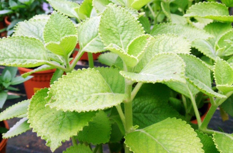 Cách sử dụng húng chanh trị viêm họng hiệu quả tại nhà