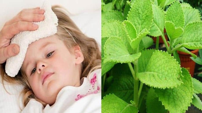 cach-su-dung-la-hung-chanh-giam-sot-don-gian 1.jpg