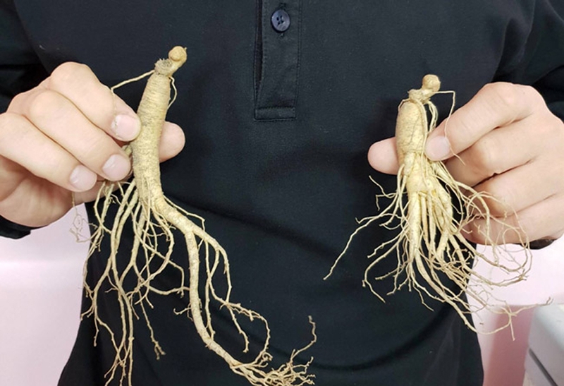 Cách sử dụng nhân sâm tươi giúp bồi bổ cơ thể