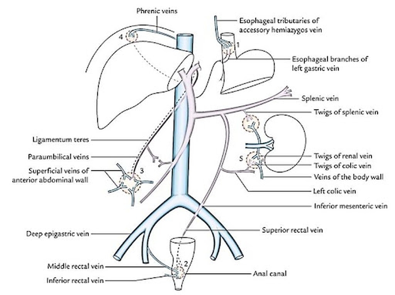 cach-su-dung-thuoc-dan-dat-hau-mon-cho-tre 2