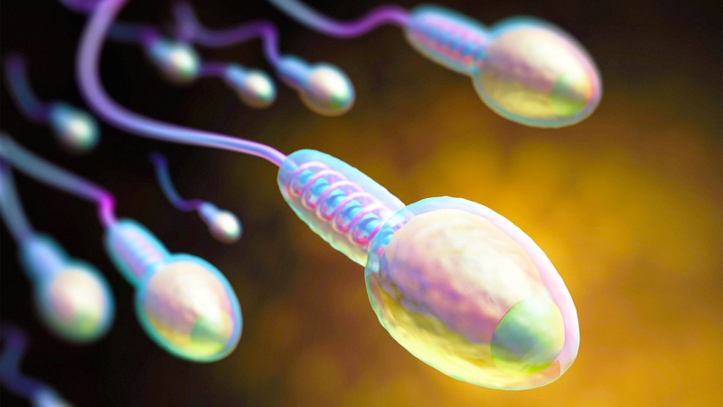 Cách tạo ra tinh trùng và sản xuất tinh trùng khỏe mạnh 2