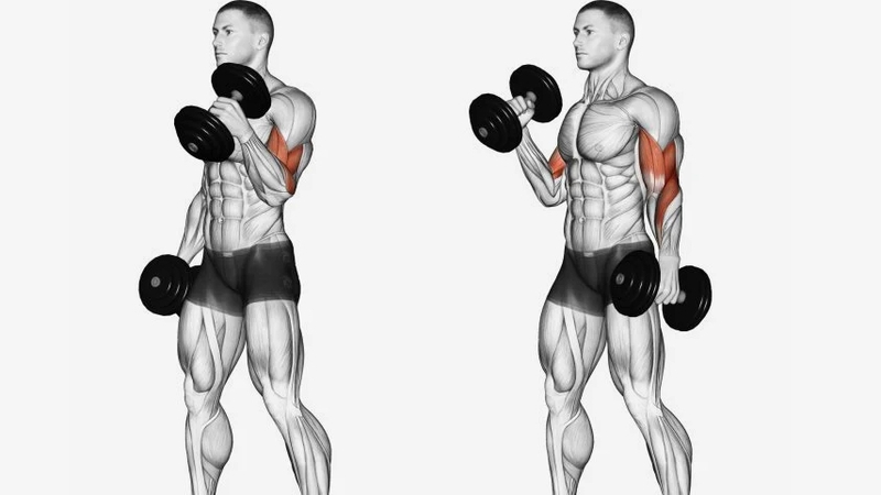 cach-tap-dumbbell-curl-dung-cach-va-hieu-qua 1.jpg