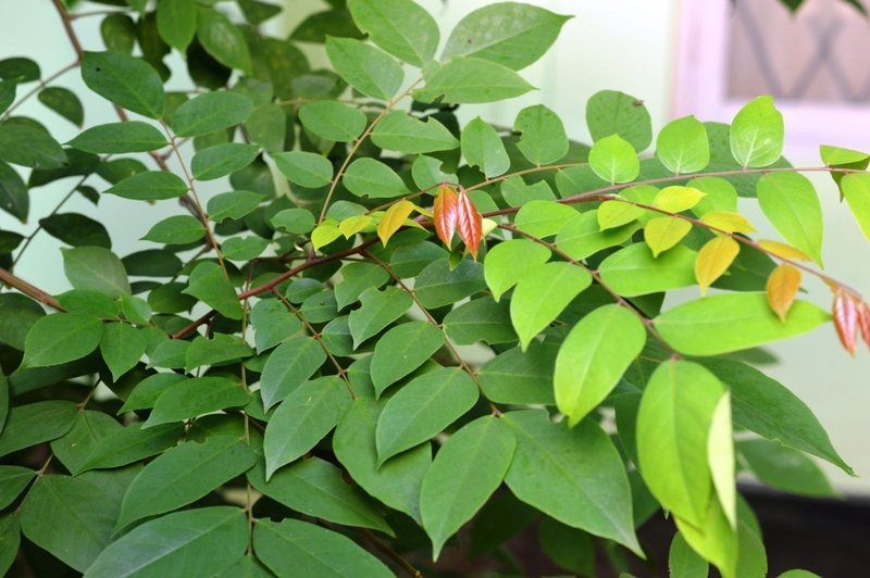 cách chữa bệnh chàm bằng lá khế  2