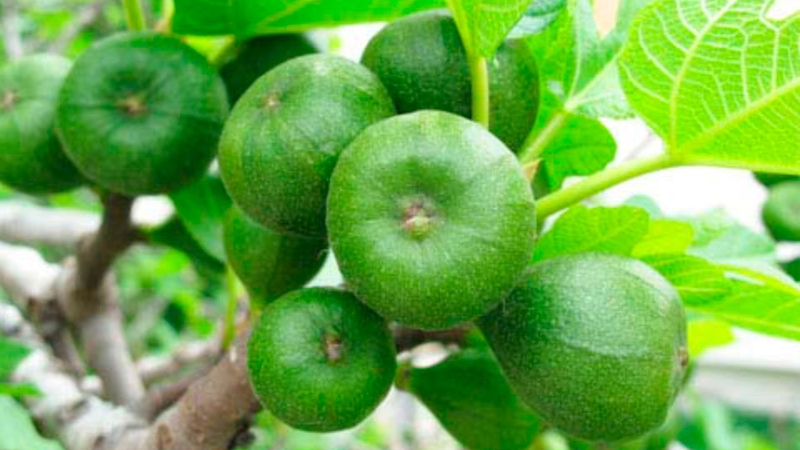 8 cách trị bệnh đau dạ dày bằng bài thuốc dân gian 3