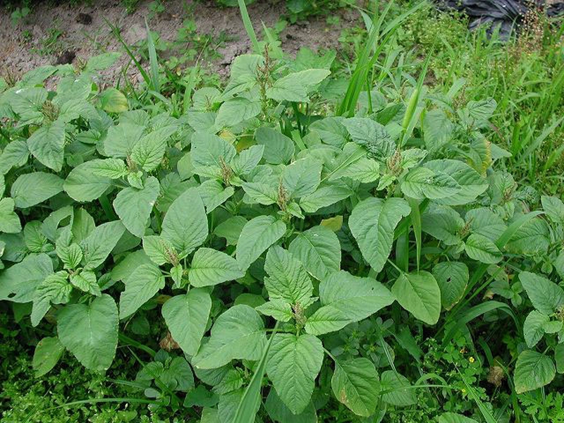 Trị bệnh gout bằng cây thuốc nam