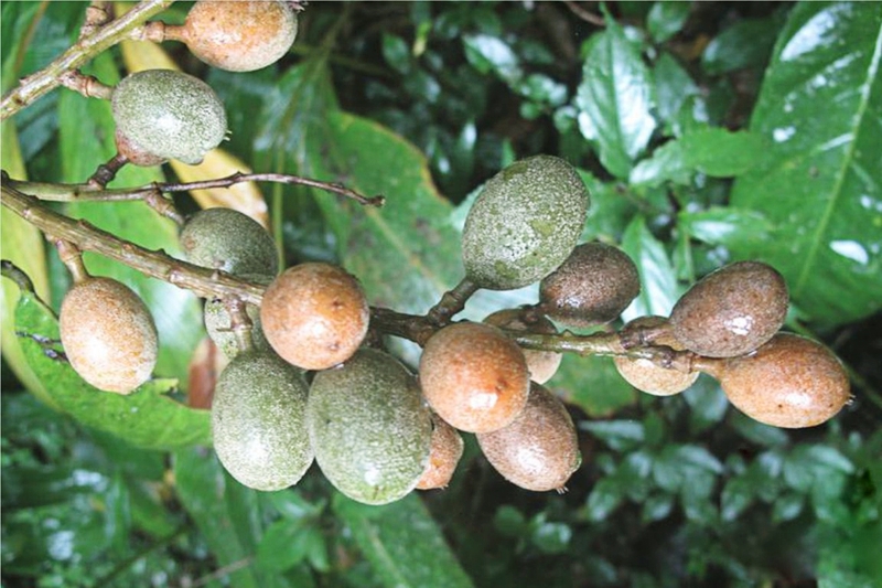 Cây Dền còn được gọi bằng tên khác là cây Sai, cây Thối ruột thuộc họ Na