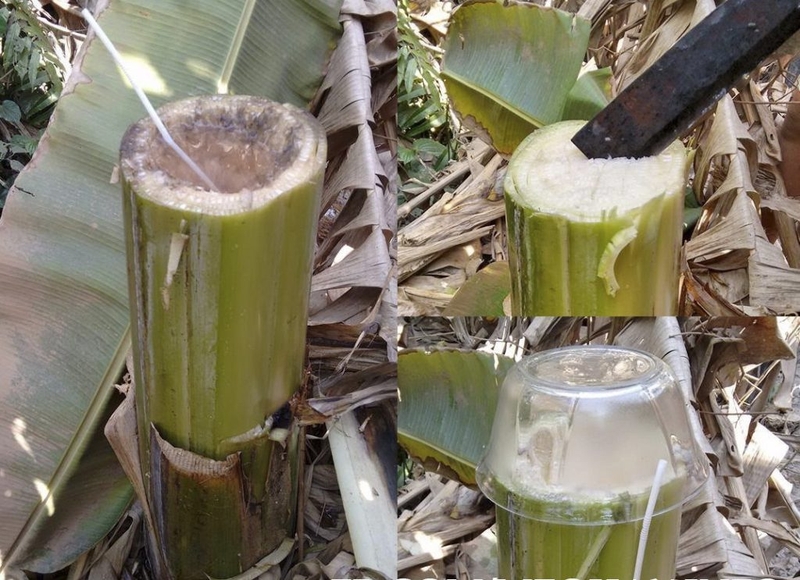 Cách trị bệnh tiểu đường bằng các bài thuốc dân gian 1