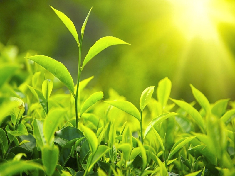 cách trị bệnh vảy nến tại nhà 2