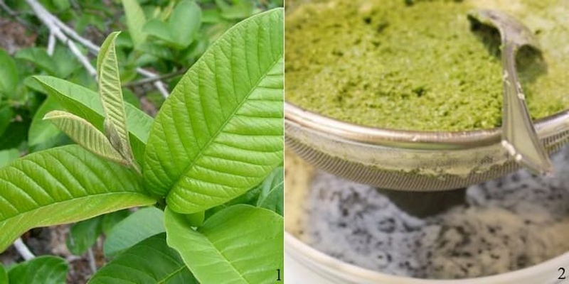 Cách chữa bệnh chàm bằng lá ổi