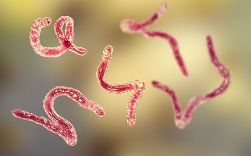 Cách trị giun kim bằng lá trầu không 1