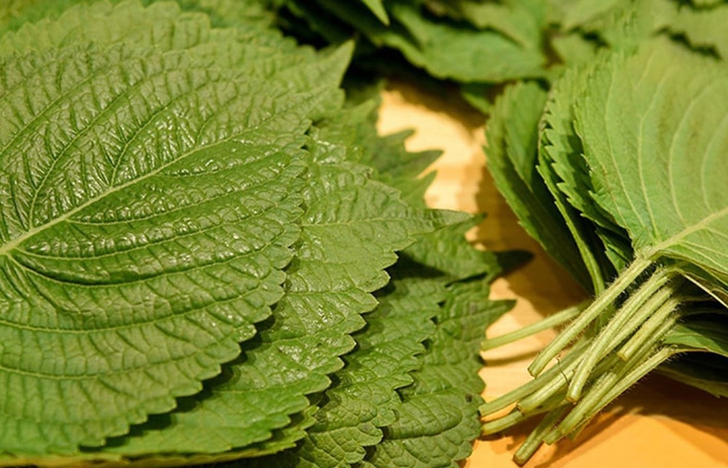 Cách trị hen suyễn tại nhà cho bé với chanh, tía tô và tinh dầu 2