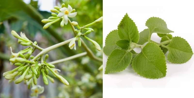 cách trị ho bằng hoa đu đủ đực kết hợp với húng chanh, xạ can