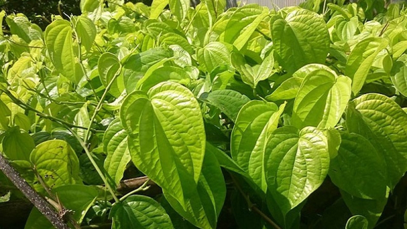 Cách trị huyết trắng tại nhà an toàn và hiệu quả 1