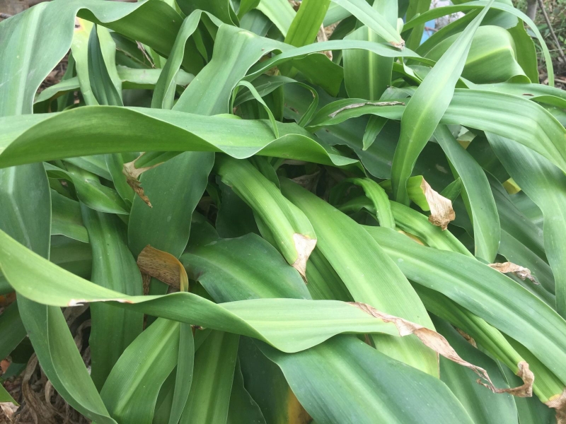 Cách trị huyết trắng tại nhà an toàn và hiệu quả 3