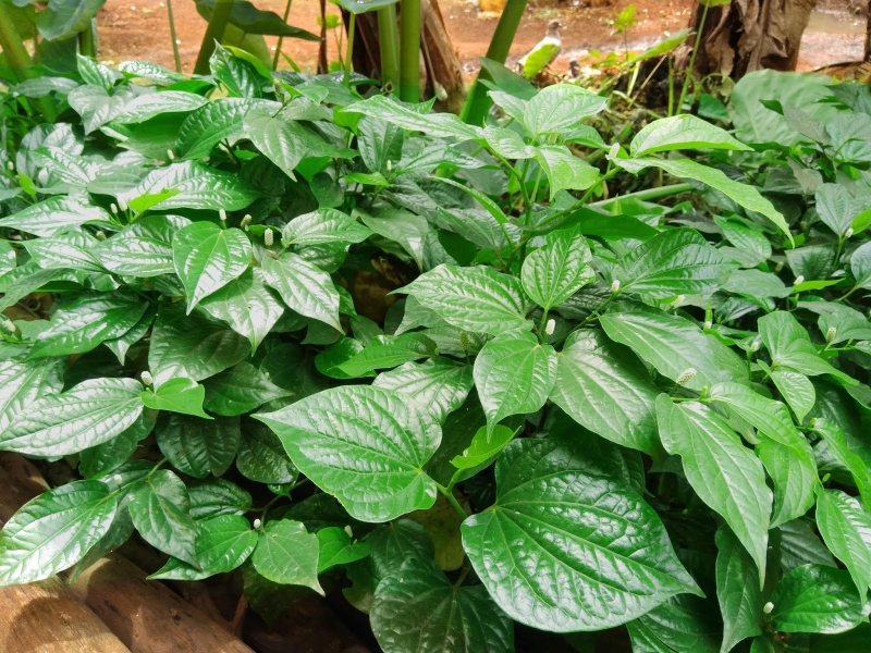 cách trị mồ hôi chân 3