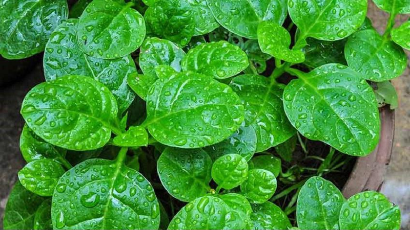 cách trị mụn nhọt tại nhà bằng mồng tơi