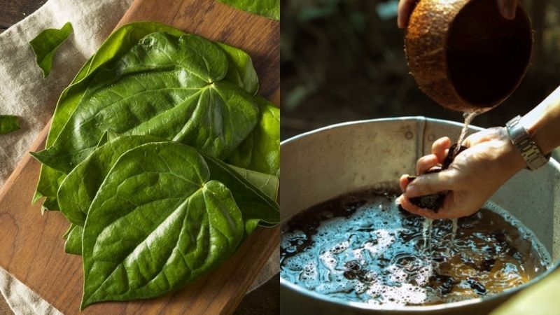 Chữa viêm phụ khoa bằng lá trầu không như thế nào? 2